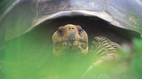 GAL_wildlife_giant_tortoise_closeup