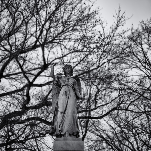 Angel in the trees ~ Sony A7s and Voigtlander 50 1.5 lens ~ 8s at f/1.5 and ISO 100