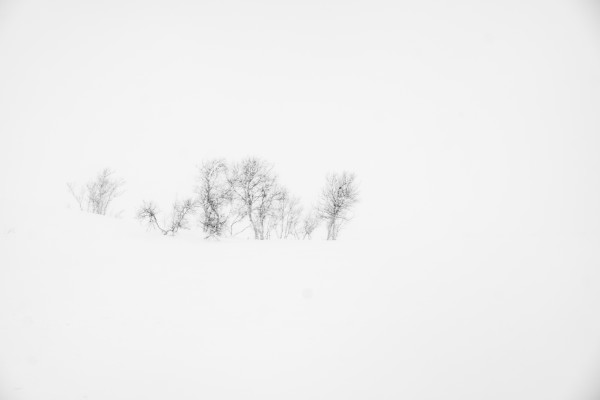 Snowstorm Study I ~ Fujifilm XT1 w/18-135 lens ~ 1/60s at f/9 ~ ISO 200